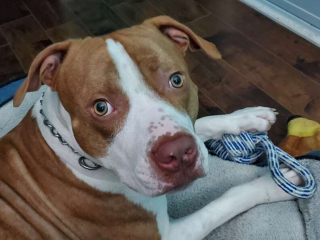 Illustration de l'article : Ce chien de refuge sauve la vie de son jeune maître, piqué par un frelon