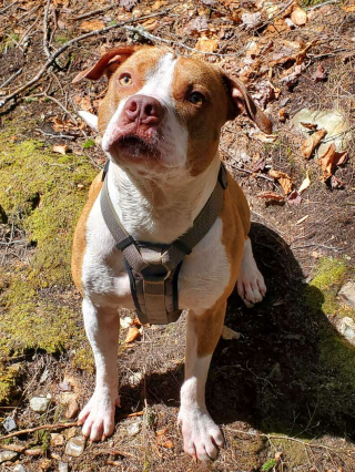 Illustration de l'article : Ce chien de refuge sauve la vie de son jeune maître, piqué par un frelon