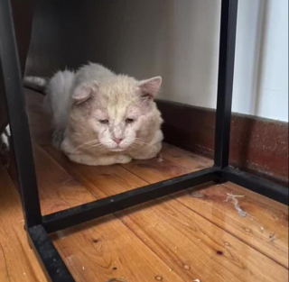 Illustration de l'article : Ce chat affectueux semble reconnaissant d’avoir été sauvé après une vie difficile (vidéo)