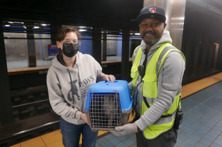 Illustration de l'article : Moment de panique pour les propriétaires d’un chat, qui s’est enfui de sa cage de transport et s’est retrouvé piégé sur les rails du métro