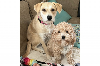 Illustration de l'article : Sauvée d’un élevage intensif, cette chienne aide désormais les autres chiens à prendre confiance en eux