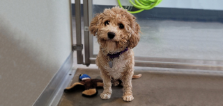 Illustration de l'article : Sauvée d’un élevage intensif, cette chienne aide désormais les autres chiens à prendre confiance en eux