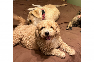 Illustration de l'article : Sauvée d’un élevage intensif, cette chienne aide désormais les autres chiens à prendre confiance en eux