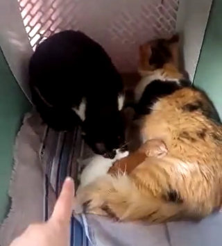 Illustration de l'article : Une chatte manifestement peu convaincue par les aptitudes maternelles de sa fille décide de s'emparer de ses chatons (vidéo)