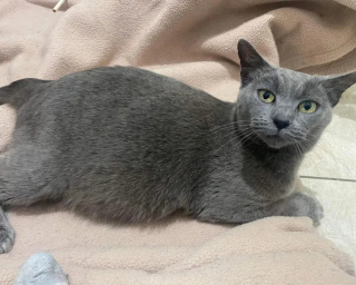 Illustration de l'article : Une chatte enceinte abandonnée lors d'un déménagement fait une rencontre qui la sauve