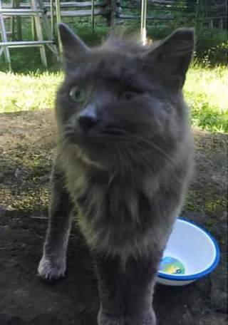 Illustration de l'article : Une chatte cherchant à nourrir ses petits et à les protéger du froid trouve l'aide qu'elle espérait