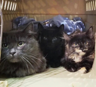 Illustration de l'article : Une chatte cherchant à nourrir ses petits et à les protéger du froid trouve l'aide qu'elle espérait