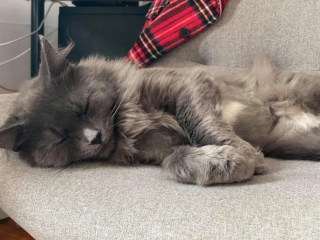 Illustration de l'article : Une chatte cherchant à nourrir ses petits et à les protéger du froid trouve l'aide qu'elle espérait