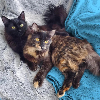 Illustration de l'article : Une chatte cherchant à nourrir ses petits et à les protéger du froid trouve l'aide qu'elle espérait