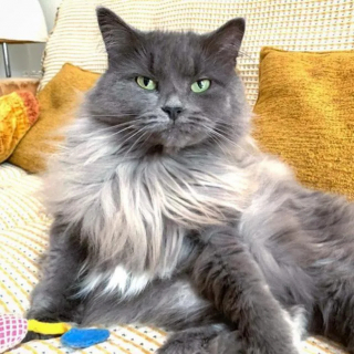 Illustration de l'article : Une chatte cherchant à nourrir ses petits et à les protéger du froid trouve l'aide qu'elle espérait