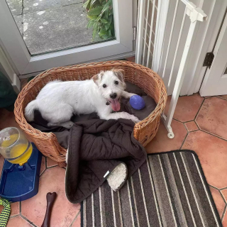 Illustration de l'article : Un chien abandonné et ayant risqué l'euthanasie voit sa patience récompensée après 500 jours au refuge