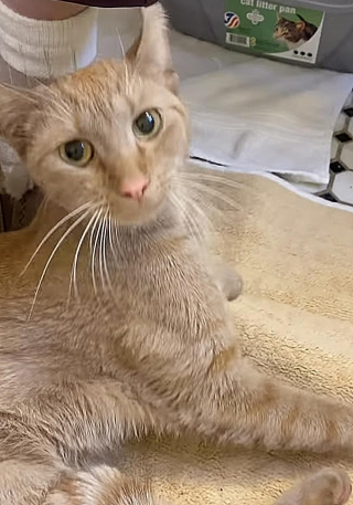 Illustration de l'article : Vidéo : Cette chatte errante a tout fait pour se faire adopter, y compris entrer d’elle-même dans la caisse de transport