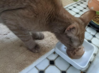 Illustration de l'article : Vidéo : Cette chatte errante a tout fait pour se faire adopter, y compris entrer d’elle-même dans la caisse de transport