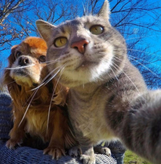 Illustration de l'article : 20 photos déconcertantes signées Manny, le chat pro du selfie