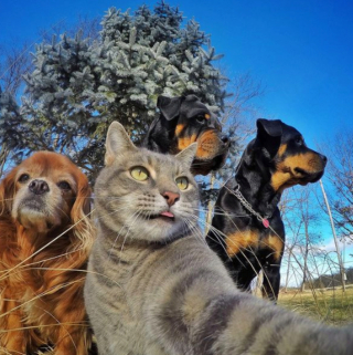 Illustration de l'article : 20 photos déconcertantes signées Manny, le chat pro du selfie