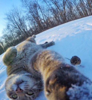 Illustration de l'article : 20 photos déconcertantes signées Manny, le chat pro du selfie