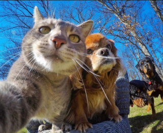 Illustration de l'article : 20 photos déconcertantes signées Manny, le chat pro du selfie