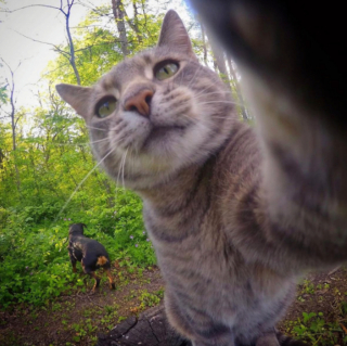 Illustration de l'article : 20 photos déconcertantes signées Manny, le chat pro du selfie