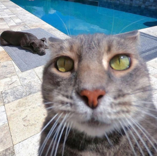 Illustration de l'article : 20 photos déconcertantes signées Manny, le chat pro du selfie