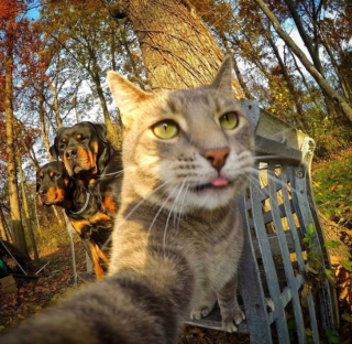 Illustration de l'article : 20 photos déconcertantes signées Manny, le chat pro du selfie