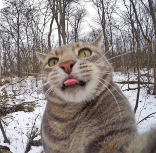 Illustration de l'article : 20 photos déconcertantes signées Manny, le chat pro du selfie