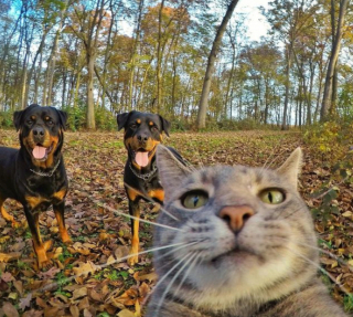 Illustration de l'article : 20 photos déconcertantes signées Manny, le chat pro du selfie