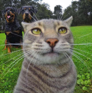 Illustration de l'article : 20 photos déconcertantes signées Manny, le chat pro du selfie