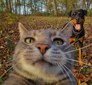 Illustration de l'article : 20 photos déconcertantes signées Manny, le chat pro du selfie