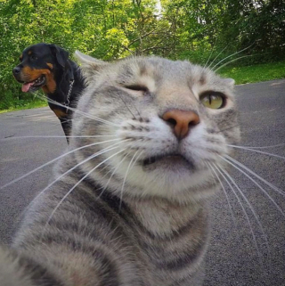 Illustration de l'article : 20 photos déconcertantes signées Manny, le chat pro du selfie