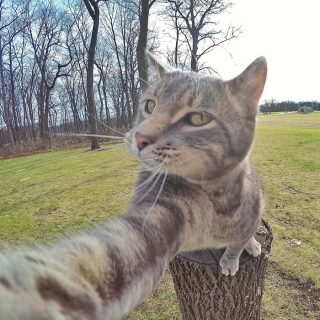 Illustration de l'article : 20 photos déconcertantes signées Manny, le chat pro du selfie