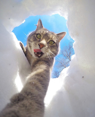 Illustration de l'article : 20 photos déconcertantes signées Manny, le chat pro du selfie
