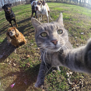 Illustration de l'article : 20 photos déconcertantes signées Manny, le chat pro du selfie