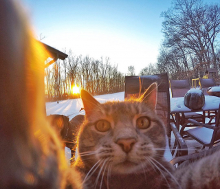 Illustration de l'article : 20 photos déconcertantes signées Manny, le chat pro du selfie
