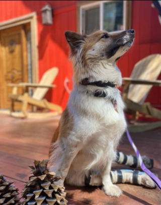 Illustration de l'article : Une chienne handicapée rencontrée lors d’un voyage voit sa vie changer et devient une source d’inspiration pour tous