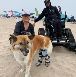 Illustration de l'article : Une chienne handicapée rencontrée lors d’un voyage voit sa vie changer et devient une source d’inspiration pour tous