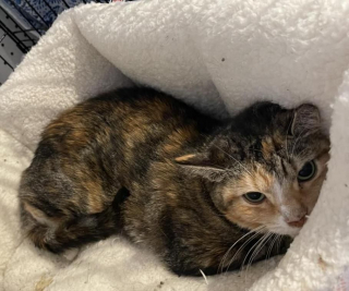 Illustration de l'article : Cette chatte vit très mal son abandon, et ne retrouve la joie qu’une fois dans une nouvelle maison