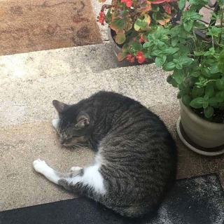 Illustration de l'article : Un père de famille qui ne voulait pas d'animal à la maison finit par aménager un coin douillet pour une chatte errante