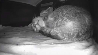 Illustration de l'article : Un père de famille qui ne voulait pas d'animal à la maison finit par aménager un coin douillet pour une chatte errante