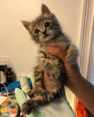 Illustration de l'article : Un chaton paralysé des pattes arrière impressionne par sa détermination et finit par accomplir l'impossible