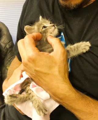 Illustration de l'article : Un chaton paralysé des pattes arrière impressionne par sa détermination et finit par accomplir l'impossible