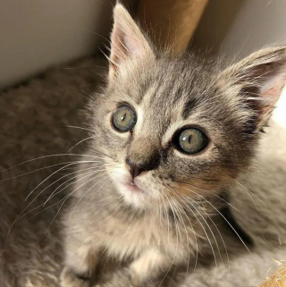 Illustration de l'article : Un chaton paralysé des pattes arrière impressionne par sa détermination et finit par accomplir l'impossible