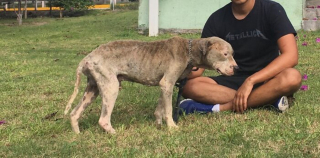 Illustration de l'article : Un chien squelettique abandonné au bord d’une rivière fait une rencontre décisive et devient méconnaissable