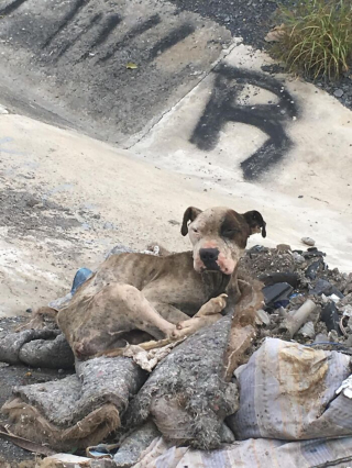 Illustration de l'article : Un chien squelettique abandonné au bord d’une rivière fait une rencontre décisive et devient méconnaissable