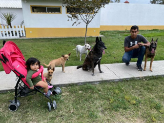 Illustration de l'article : Un chien squelettique abandonné au bord d’une rivière fait une rencontre décisive et devient méconnaissable