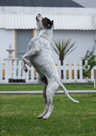 Illustration de l'article : Un chien squelettique abandonné au bord d’une rivière fait une rencontre décisive et devient méconnaissable