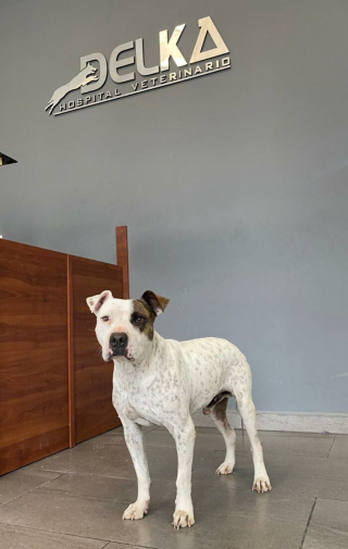 Illustration de l'article : Un chien squelettique abandonné au bord d’une rivière fait une rencontre décisive et devient méconnaissable