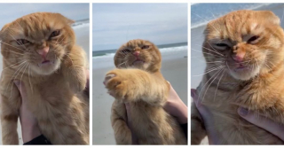Illustration de l'article : Ce chat ne supporte pas le vent et fait des grimaces hilarantes lorsqu’il y a des bourrasques