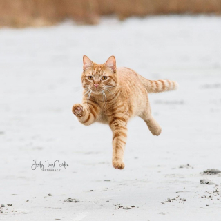 Illustration de l'article : Ce chat ne supporte pas le vent et fait des grimaces hilarantes lorsqu’il y a des bourrasques