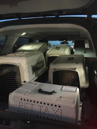 Illustration de l'article : Ce chien de 18 ans a été sauvé de l’euthanasie de justesse par une femme au grand cœur