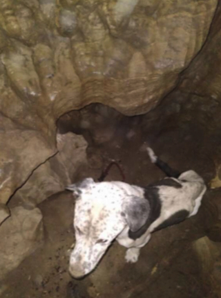 Illustration de l'article : Vidéo : après avoir passé 2 semaines coincé dans une grotte de 9 mètres de profondeur, ce chien retrouve enfin ses propriétaires